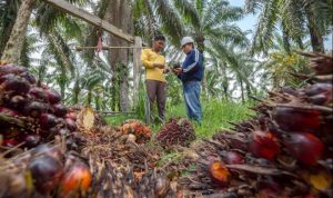kelapa sawit2