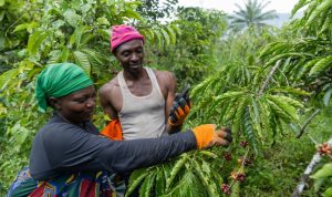01 African producers harvesting coffee berries (1)